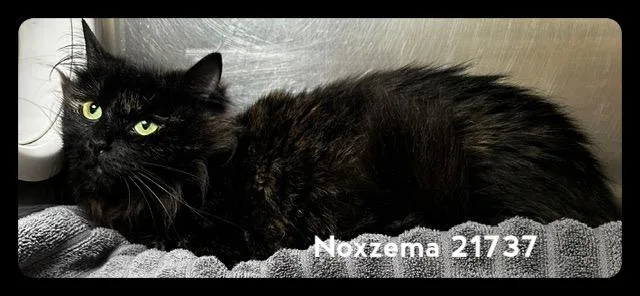 Noxzema thumbnail 4