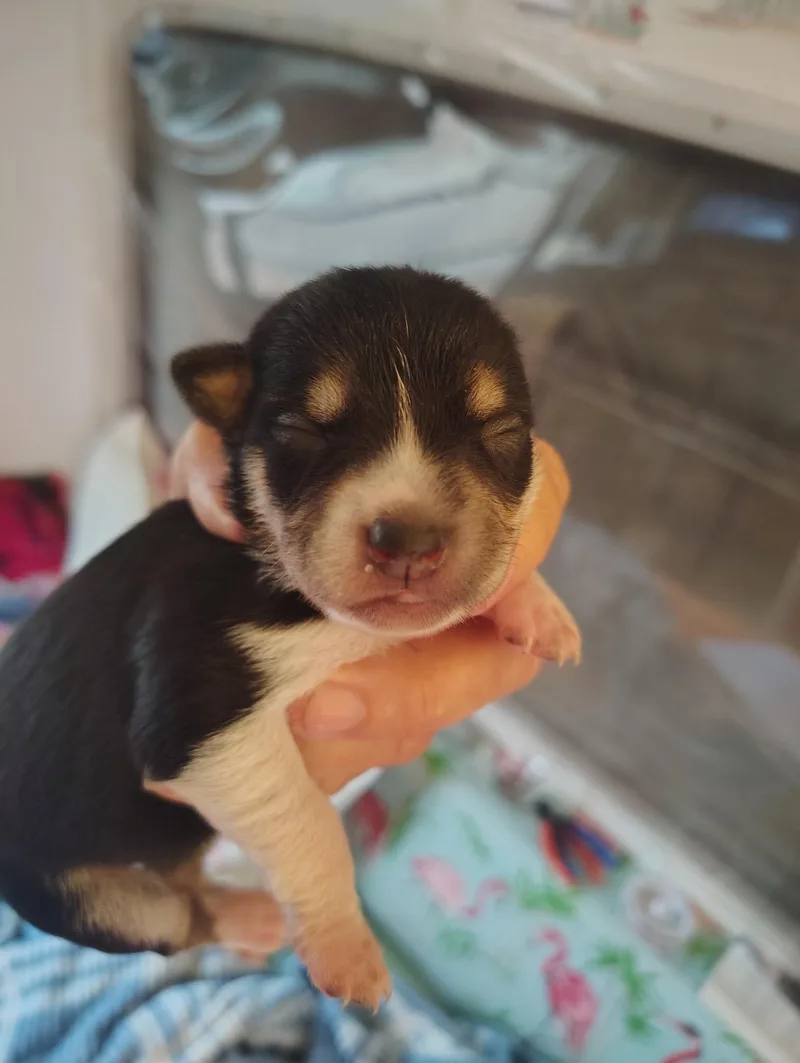 A baby small-sized female Black Chihuahua dog named Minnie for adoption in Deming, NM