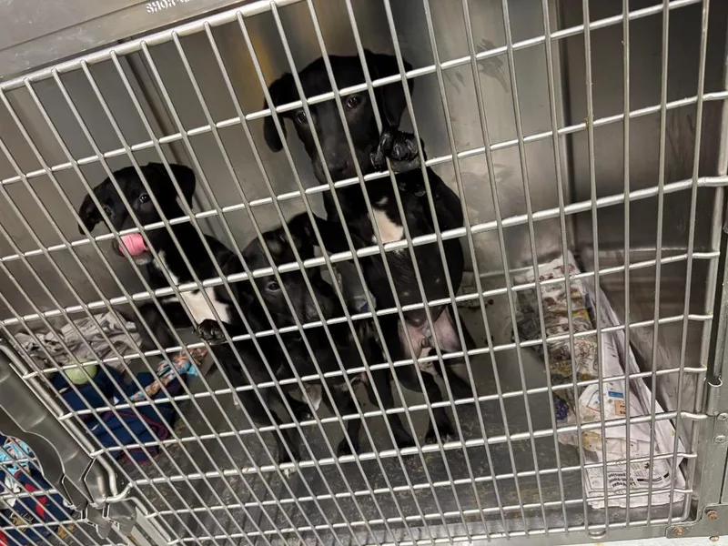 Oogie Boogie thumbnail 2