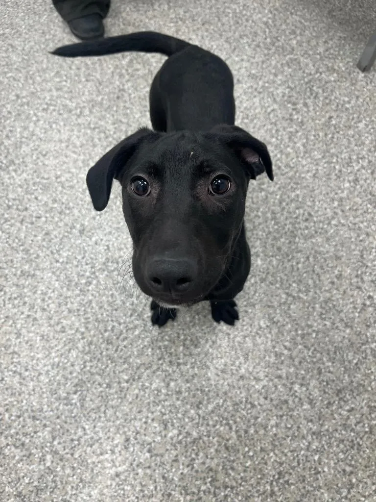 Oogie Boogie thumbnail 3