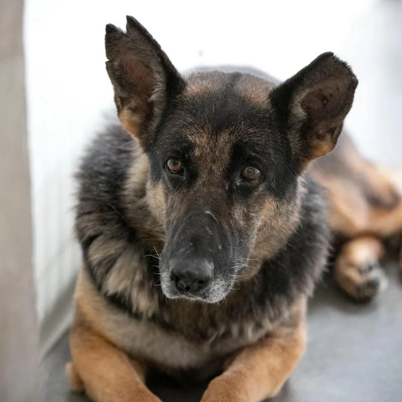 Stella