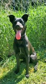 A young medium-sized male Labrador Retriever dog named Springer for adoption in Lake City, MI