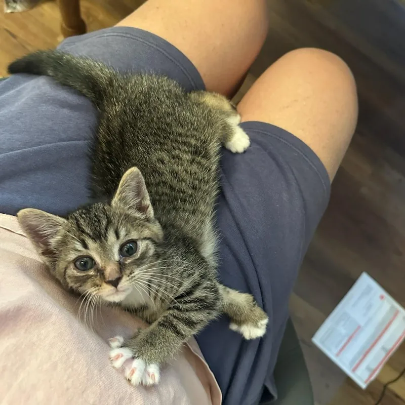 A baby small-sized female Brown / Chocolate Domestic Short Hair cat named Gong for adoption in Chattanooga, TN
