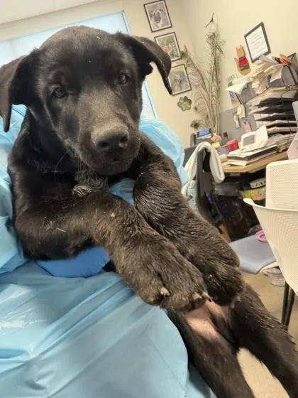 A baby medium-sized male Mixed Breed dog named Grassy Wizard for adoption in Fresno, CA