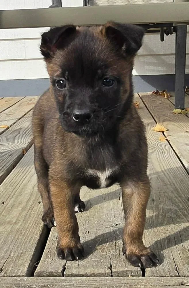 A baby medium-sized female Belgian Shepherd / Malinois dog named Moxie for adoption in China Township, MI