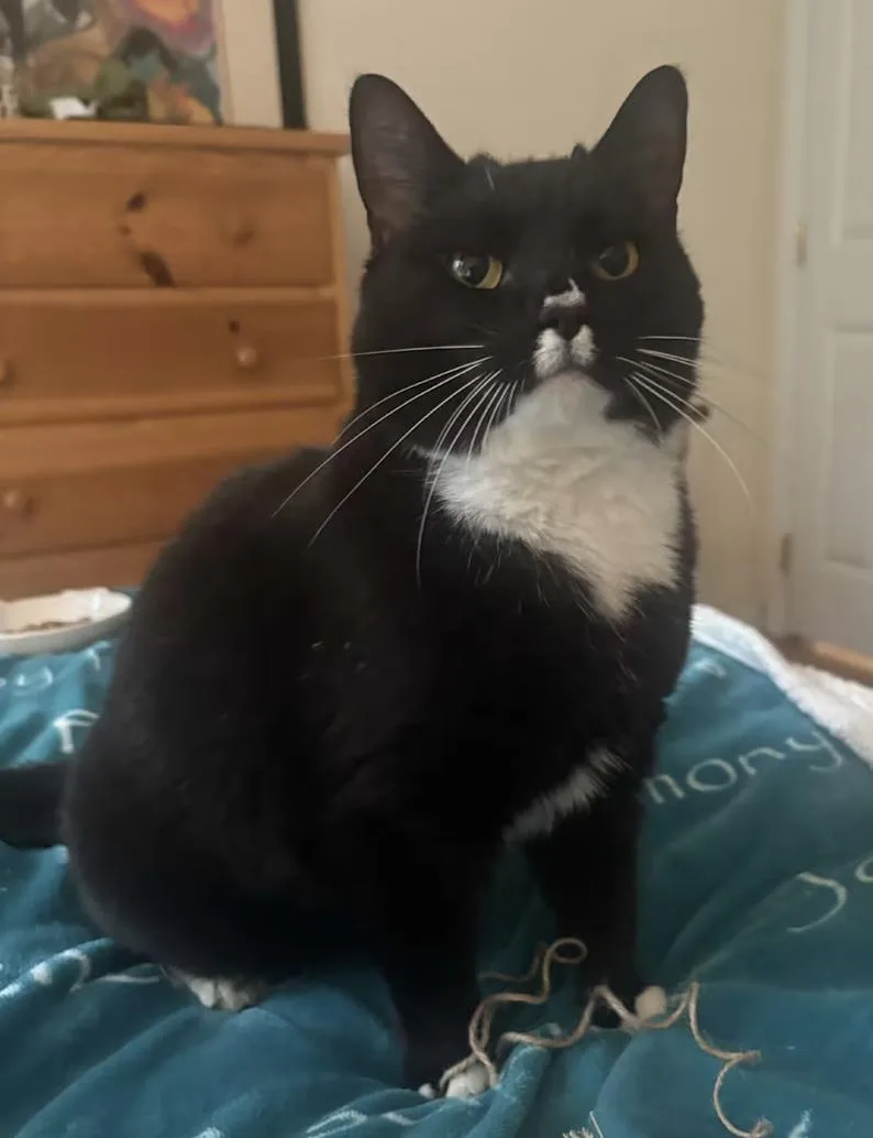 A senior medium-sized female Black & White / Tuxedo Domestic Short Hair cat named Becky With The Good for adoption in Long Beach, NY