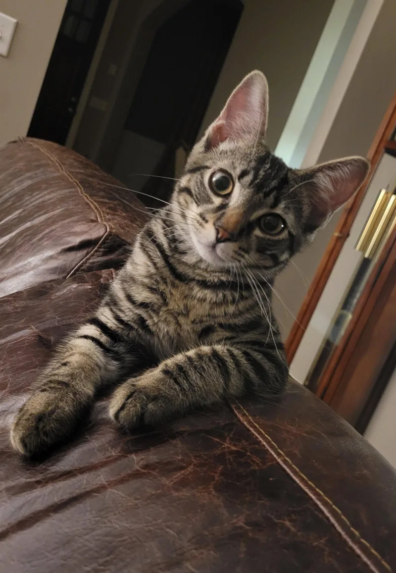 A baby medium-sized male Domestic Short Hair cat named Joey for adoption in Nashville, TN