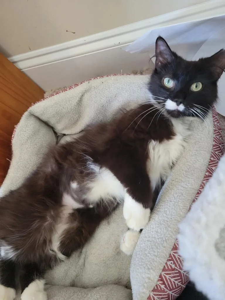 A young medium-sized female Domestic Long Hair cat named Mumu for adoption in Evans, GA
