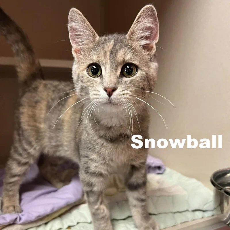 Snowball