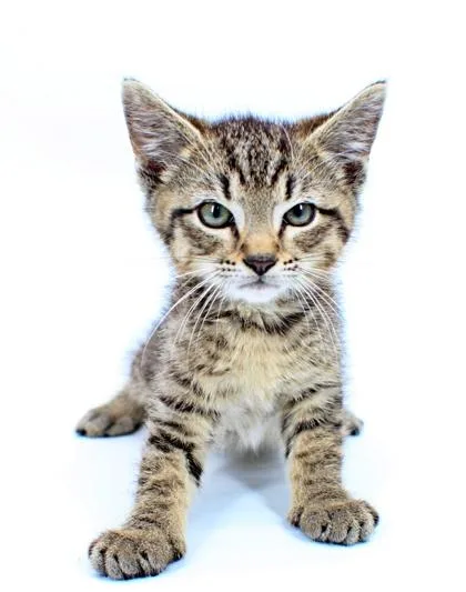 A baby small-sized male Domestic Short Hair cat named Wilfred for adoption in Morton Grove, IL
