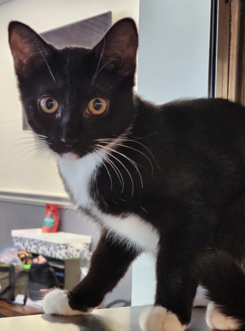 A baby medium-sized male Black Domestic Short Hair cat named Levi for adoption in Hilton Head Island, SC