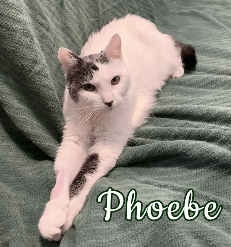 Phoebe thumbnail 3