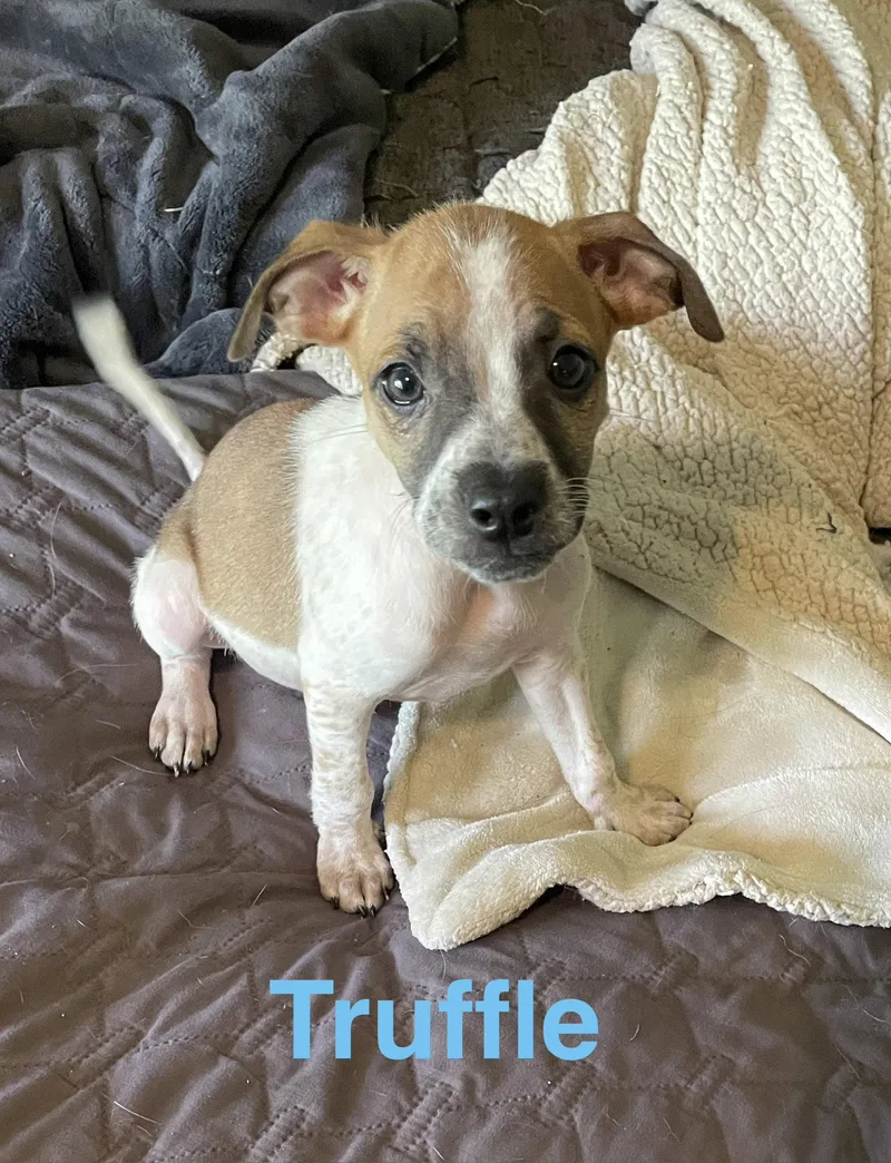 A baby small-sized male Chihuahua dog named Truffle for adoption in Topeka, KS