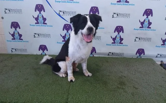 A young large-sized male Saint Bernard dog named Oliver for adoption in Orlando, FL