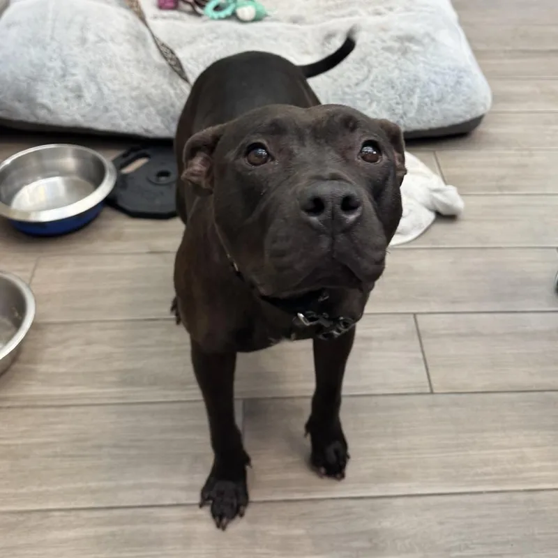 An adult medium-sized female Black Mixed Breed dog named Pepper for adoption in Jupiter, FL