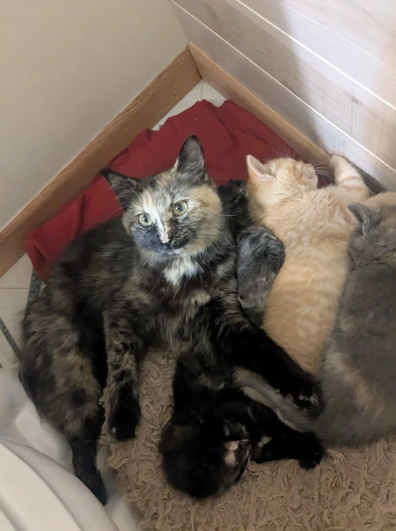 A young medium-sized female Tortoiseshell Domestic Long Hair cat named Donut for adoption in Belvidere, IL