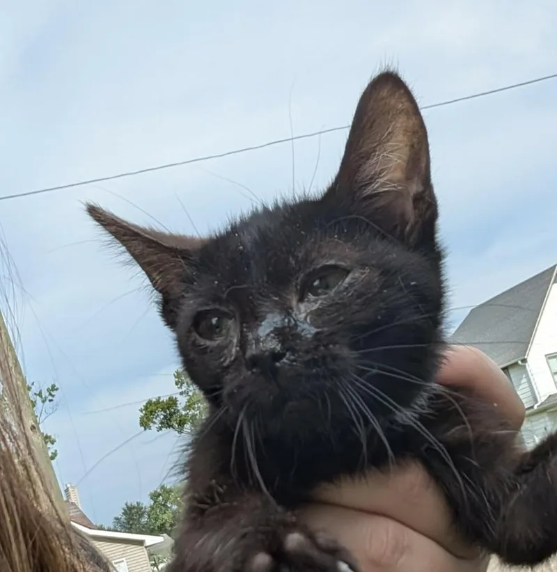 A baby small-sized female Black Domestic Short Hair cat named Kiki for adoption in Metamora, IL