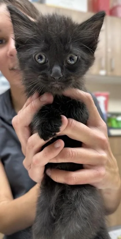 A baby small-sized female Domestic Medium Hair cat named Muffuletta for adoption in Phoenix, AZ