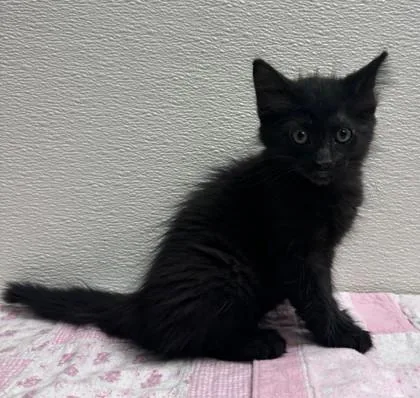 Muffuletta thumbnail 2