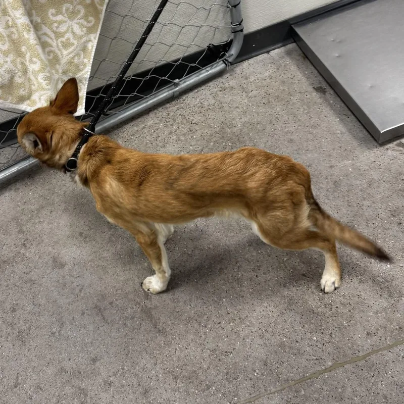 A young small-sized male Brown / Chocolate Mixed Breed dog named 111860 for adoption in Las Cruces, NM