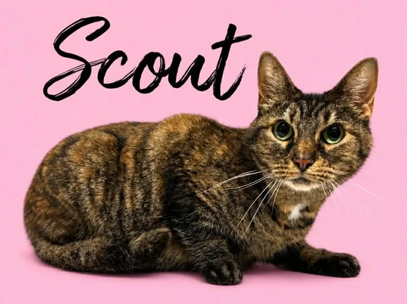 A senior small-sized female Domestic Short Hair cat named Scout for adoption in Rutherfordton, NC