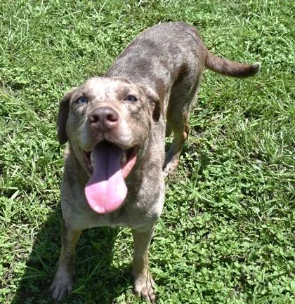 A young large-sized male Bicolor Catahoula Leopard Dog dog named Boggle for adoption in Inverness, FL