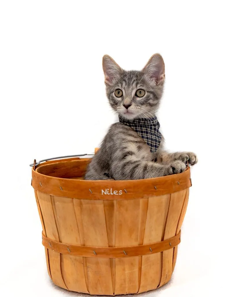 A baby small-sized male Domestic Short Hair cat named Niles for adoption in Hot Springs Village, AR