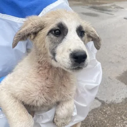 A baby large-sized female Anatolian Shepherd dog named Bitsy for adoption in Morton Grove, IL