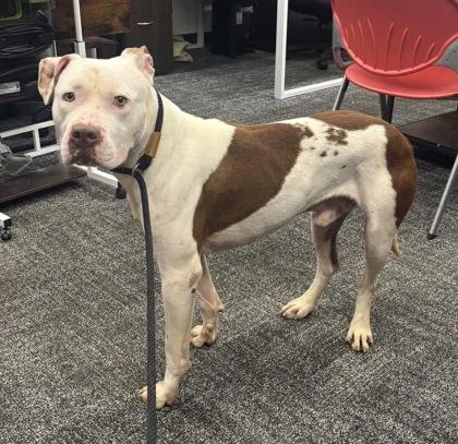 An adult medium-sized male Mixed Breed dog named Livingston for adoption in West Chester, PA