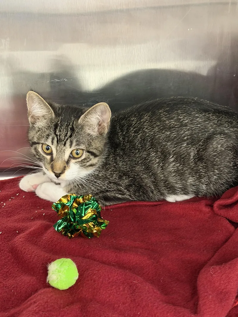 A baby small-sized male Domestic Short Hair cat named Jet for adoption in Rio Linda, CA