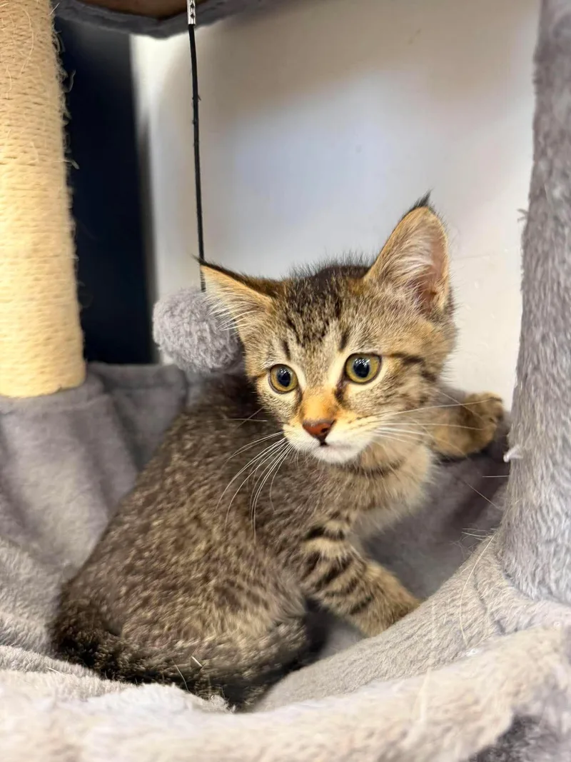 A young medium-sized female Tabby (Buff / Tan / Fawn) Domestic Short Hair cat named Elide for adoption in Roosevelt, UT