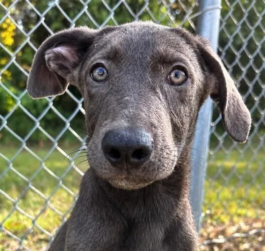 A baby medium-sized male Gray / Blue / Silver Weimaraner dog named Pup Turmeric for adoption in Washington, DC