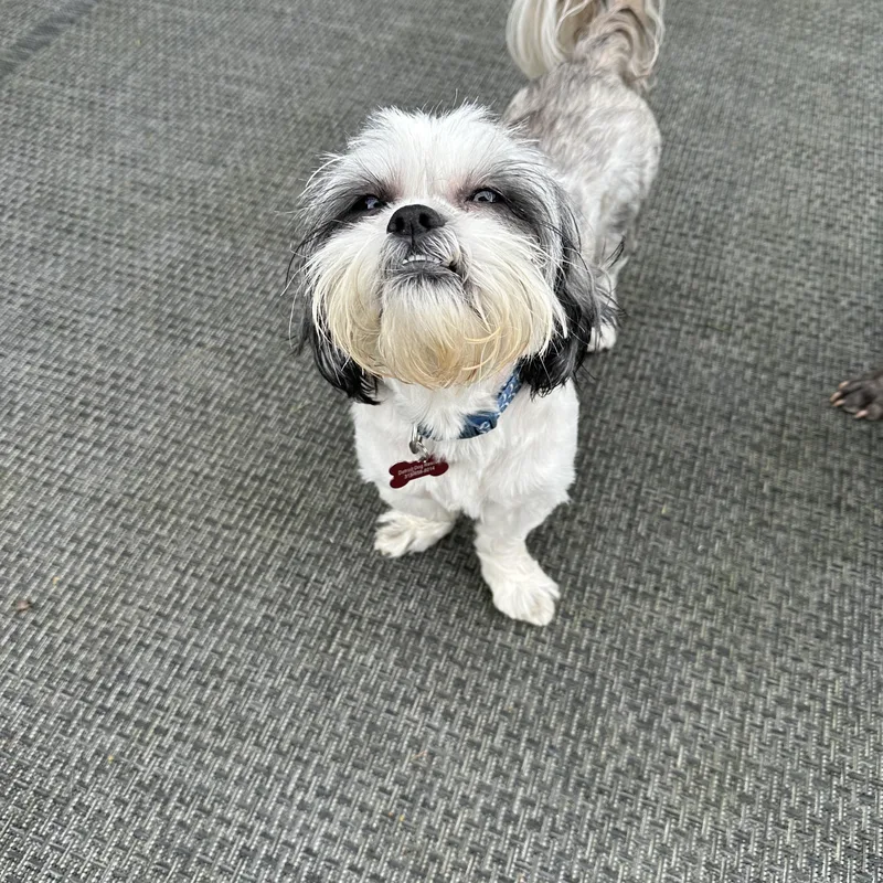 An adult small-sized male Shih Tzu dog named Gizmo for adoption in Detroit, MI