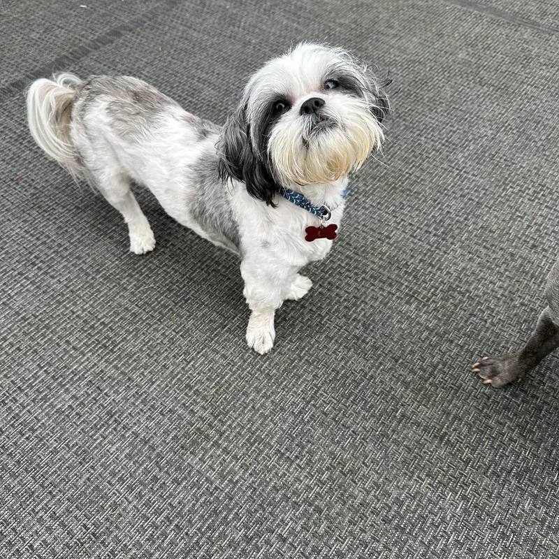 Gizmo thumbnail 2