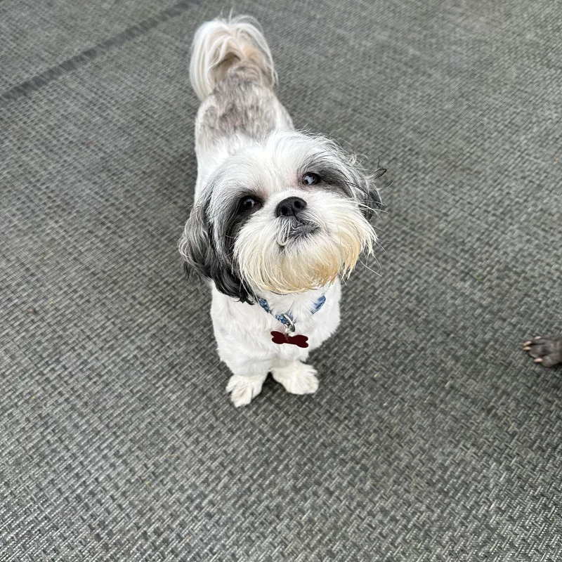Gizmo thumbnail 3