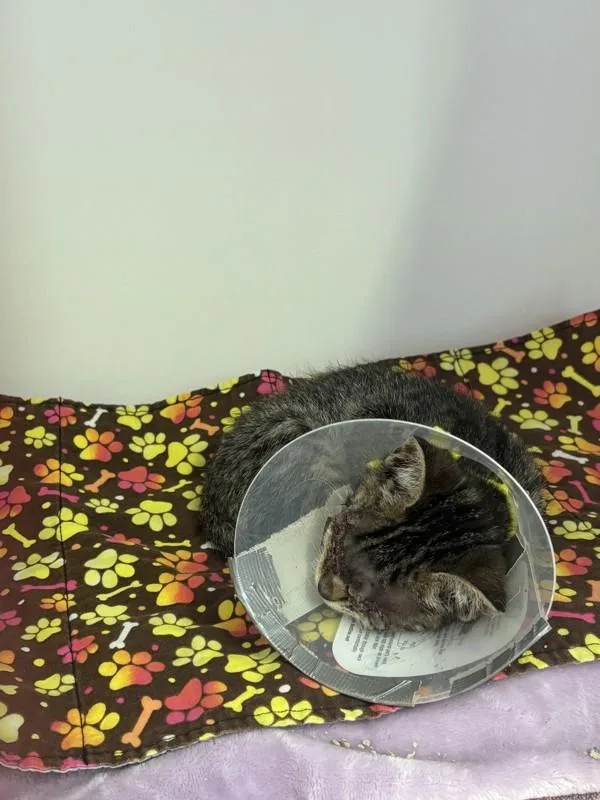 A baby medium-sized male Domestic Short Hair cat named Chip Jr. for adoption in Escondido, CA