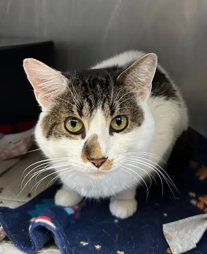 Sprinkles thumbnail 2