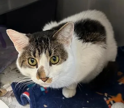 Sprinkles thumbnail 3