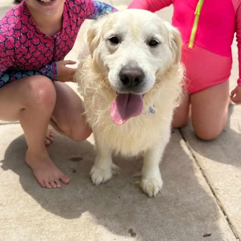 An adult large-sized male White / Cream Golden Retriever dog named John Wayne for adoption in St. Charles, IL