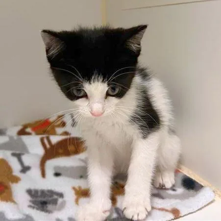 A baby small-sized female Domestic Short Hair cat named Marmot for adoption in Woodinville, WA