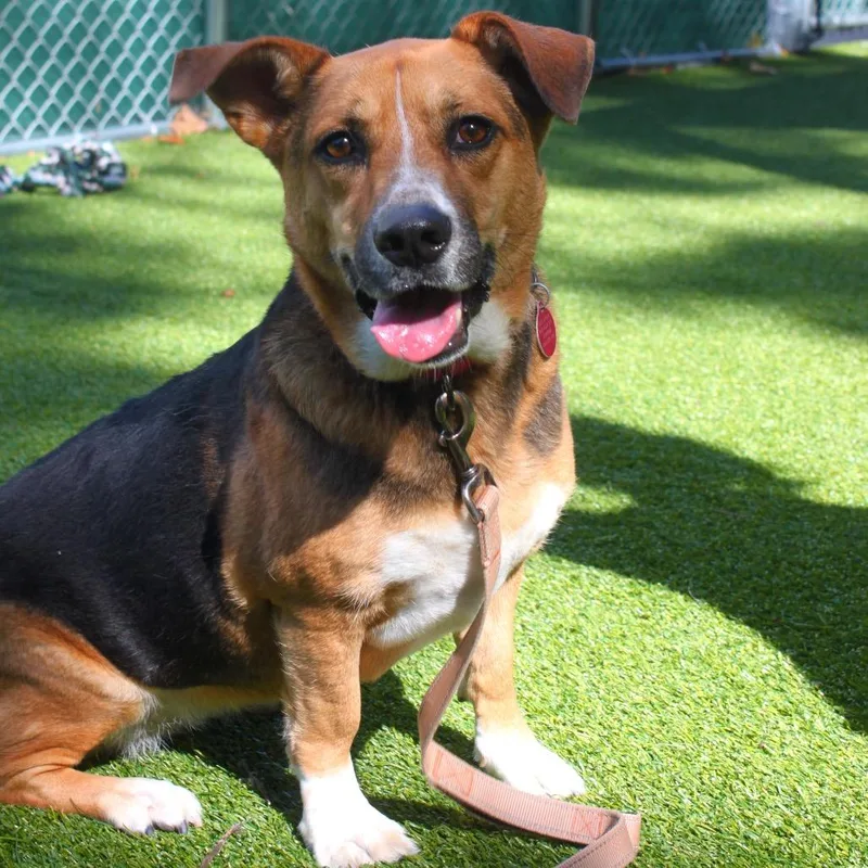 An adult medium-sized female Cardigan Welsh Corgi dog named Bella for adoption in Warwick, RI