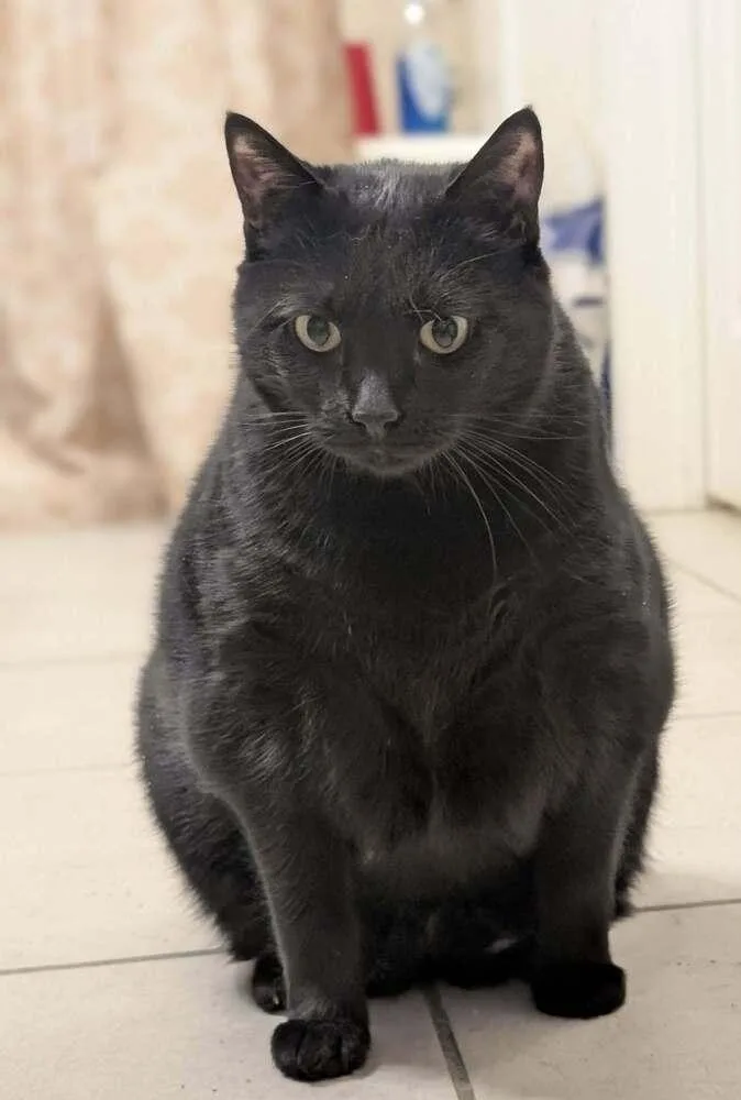 Twilight thumbnail 3