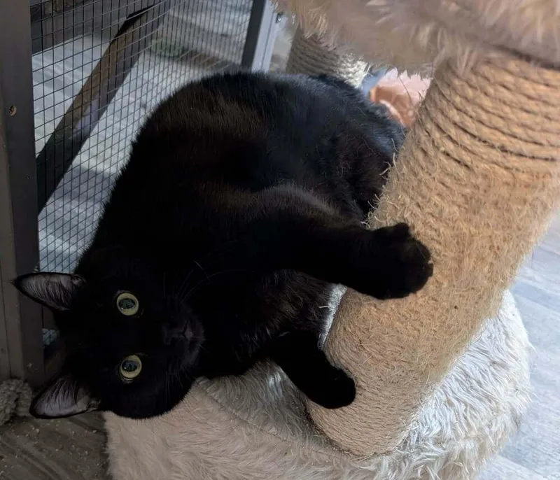 Twilight thumbnail 6