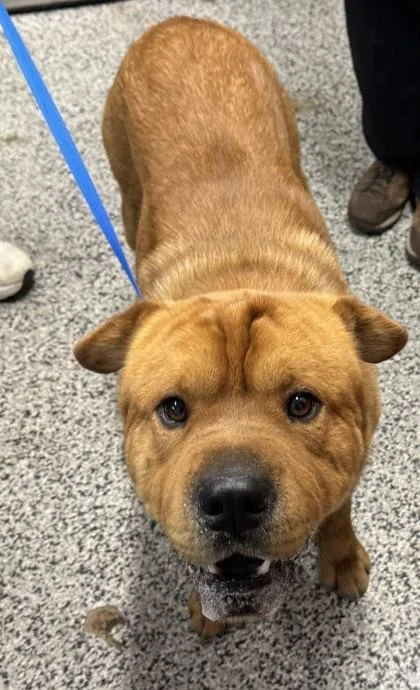 An adult large-sized male Chow Chow dog named Sarge for adoption in West Chester, PA
