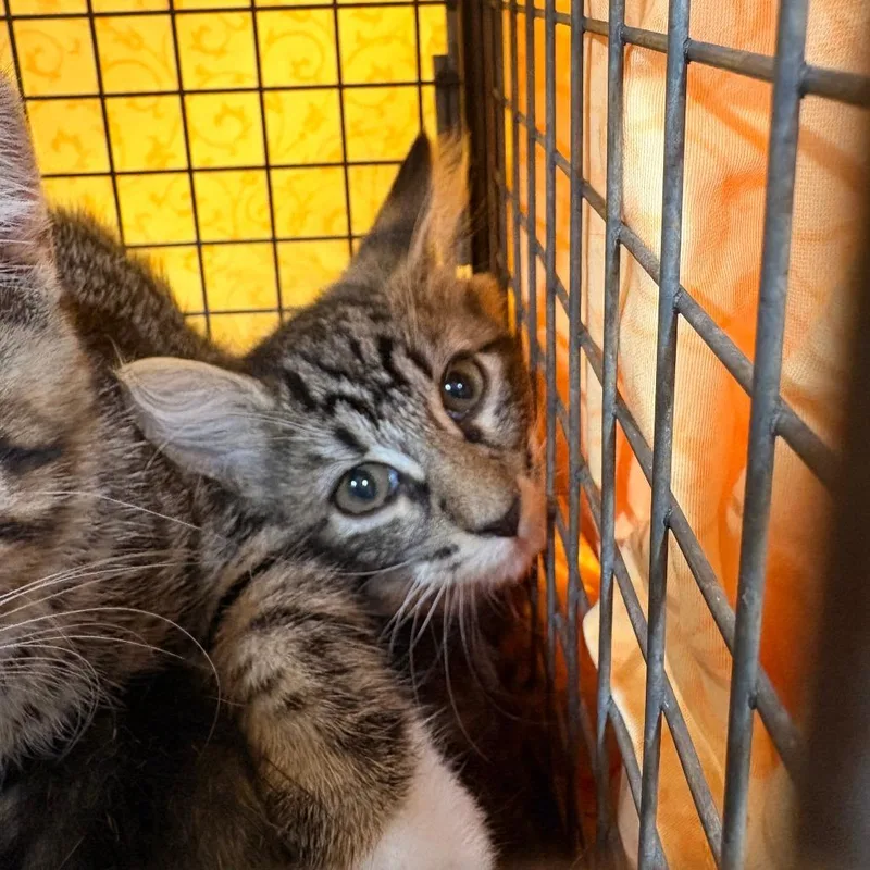 A baby small-sized male Gray / Blue / Silver Domestic Short Hair cat named Velma for adoption in Newark, NJ