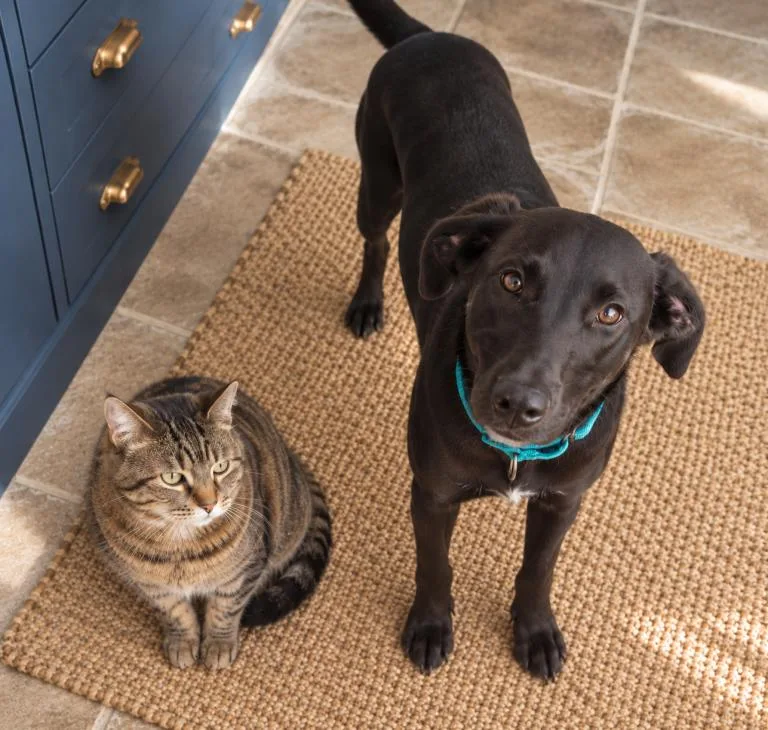 A young medium-sized female Black Labrador Retriever dog named Skillet for adoption in Austin, TX