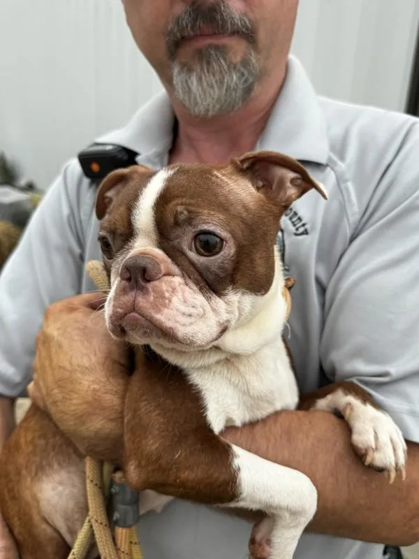 A young small-sized female Boston Terrier dog named C for adoption in Salisbury, MD