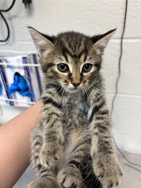 A baby small-sized female Domestic Short Hair cat named Honeydew for adoption in Oklahoma City, OK