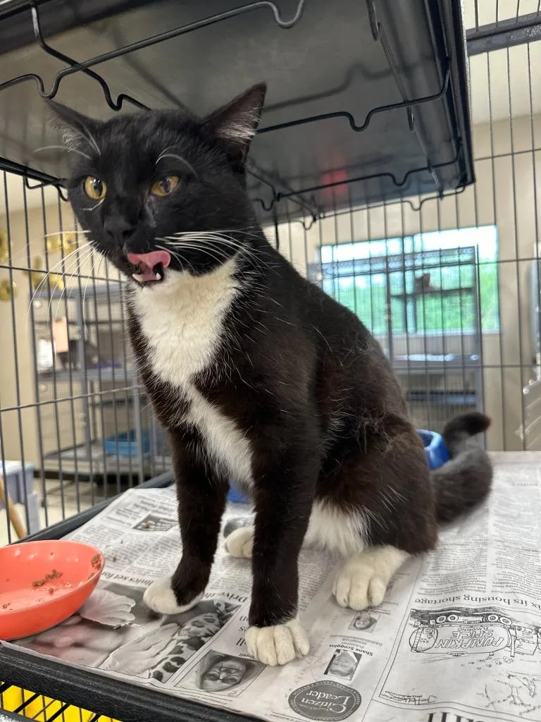 A young medium-sized male Domestic Short Hair cat named Jack Black for adoption in Lavonia, GA