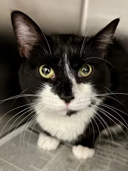 An adult medium-sized female Black Domestic Short Hair cat named Oreo for adoption in Wichita, KS